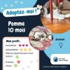 Pomme