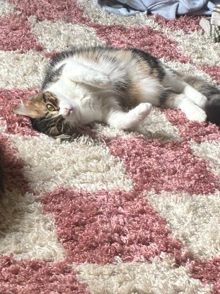 Adopter Pomme
