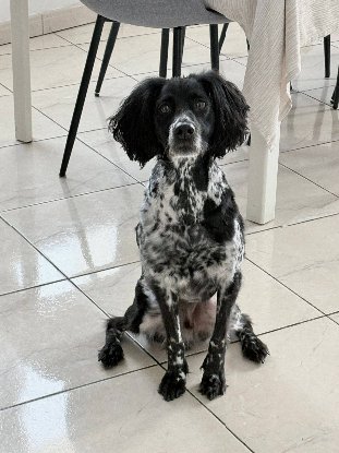 Adopter Paao