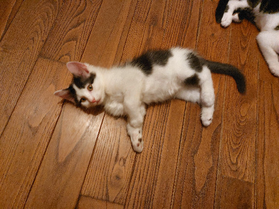 Adopter Cookie
