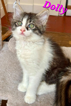 Adopter Dolly
