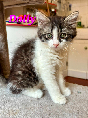 Adopter Dolly