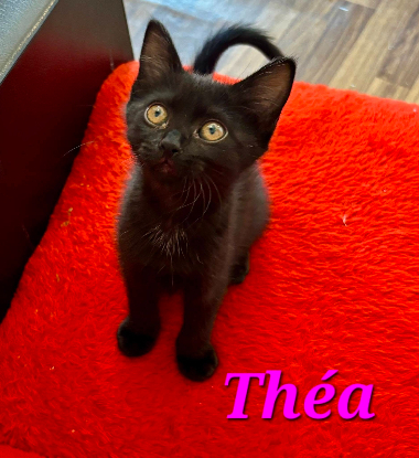 Adopter Théa