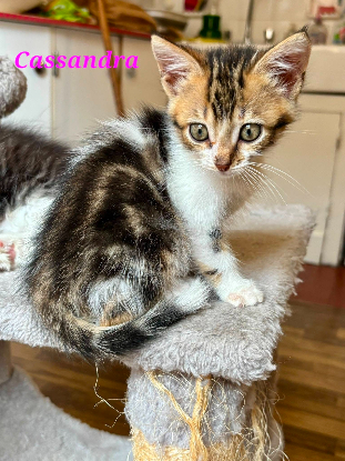 Adopter Cassandra