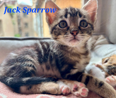 Adopter Jack sparrow
