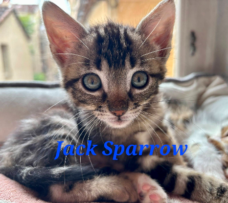 Adopter Jack sparrow