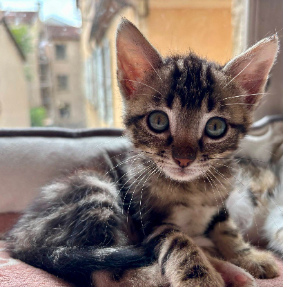 Adopter Jack sparrow