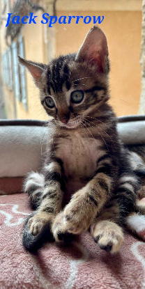 Adoption Jack sparrow