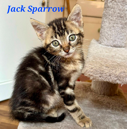 Adoption Jack sparrow