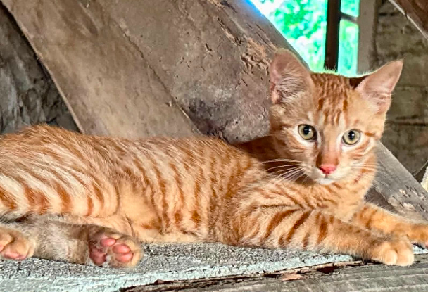 Adopter Rouquin