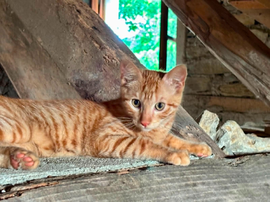 Adopter Rouquin
