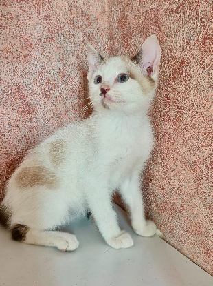 Adopter Peter pan