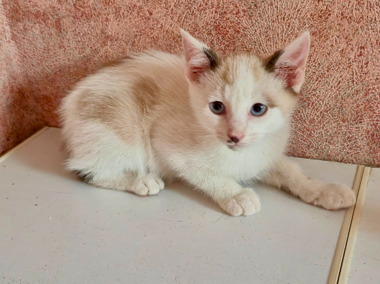 Adopter Peter pan