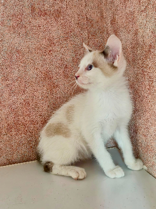 Adopter Peter pan