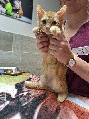 Adopter Hélios