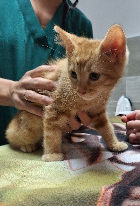 Adopter Hélios