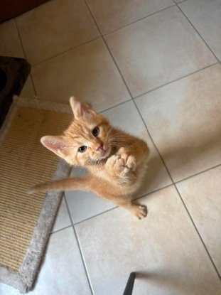 Adoption Hélios