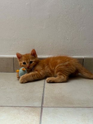 Adoption Hélios
