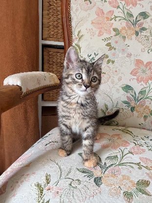 Adopter Isis