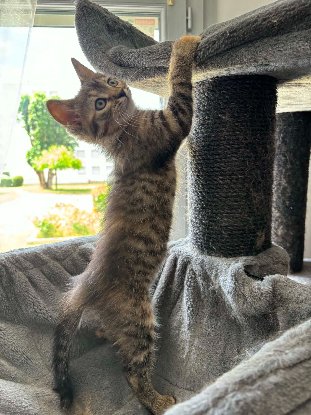 Adopter Isis