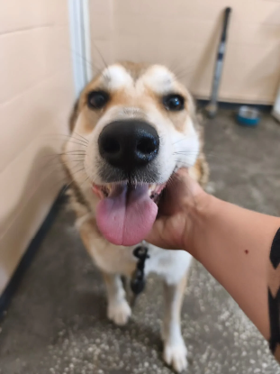 Adopter Alpina