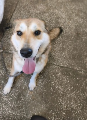 Adoption Alpina