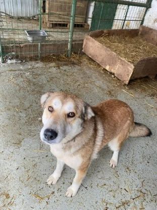 Adoption Alpina
