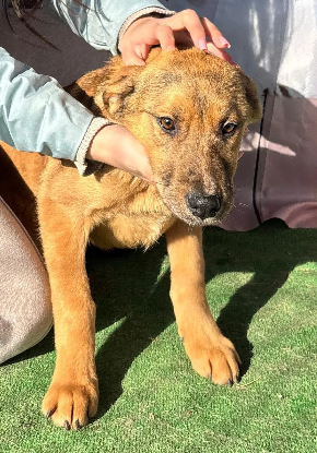 Adopter Liberty