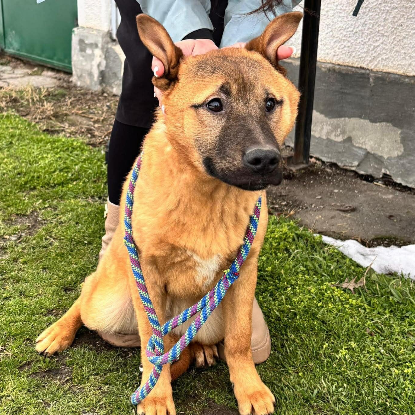 Adopter Manify