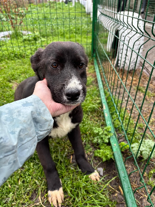 Adopter Satine