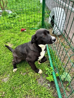 Adopter Satine