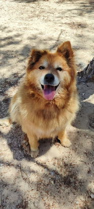 Adopter Reia