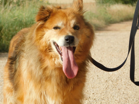 Adoption Reia