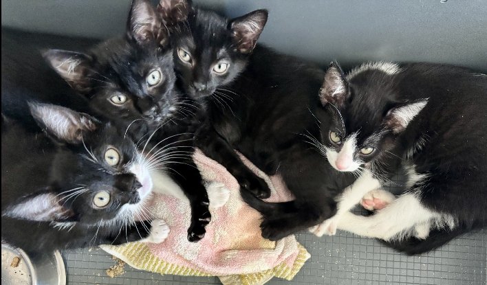 Adopter 4 chatons noirs et blancs