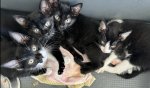 4 chatons noirs et blancs