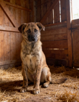 Adopter  chien : Finja