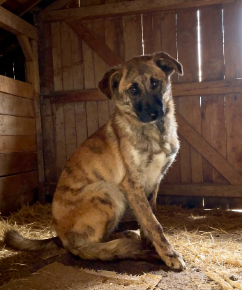 Adopter Finja