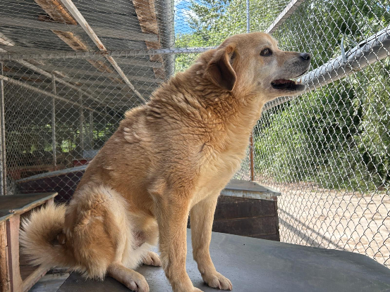 Adoption Dingo
