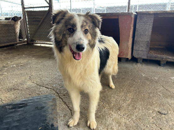 Adopter Fiene