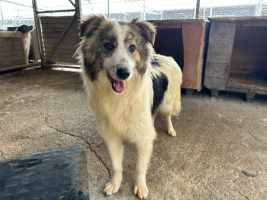 Adopter  chien : Fiene