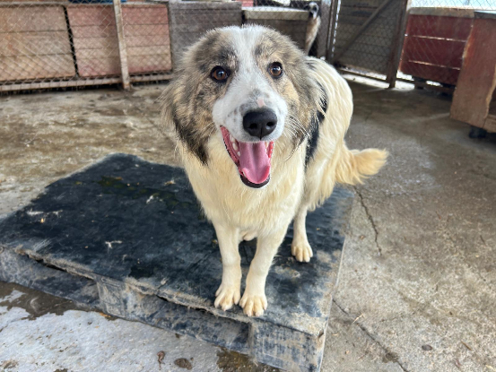Adopter Fiene