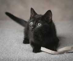 Adopter  chat : Pantere
