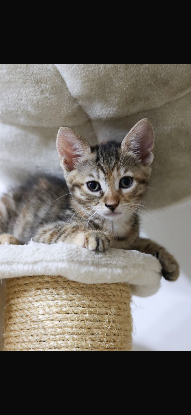 Adopter Enya