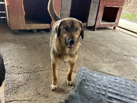 Adopter Lola