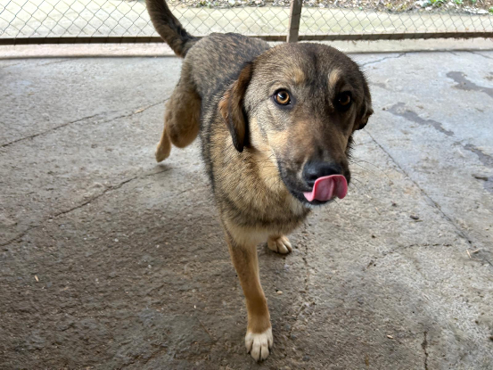 Adopter Lola