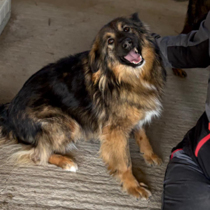 Adopter Toscane