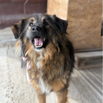Adopter Toscane