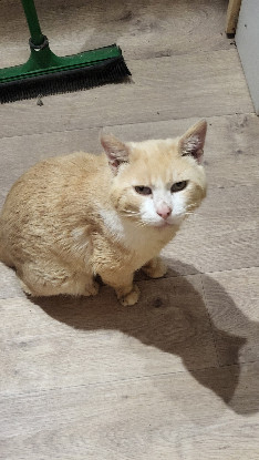 Adopter Mario
