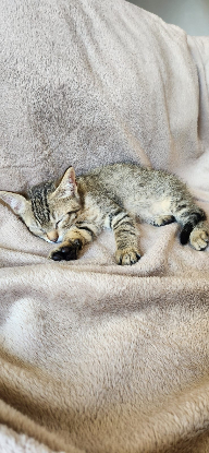 Adopter Kimi