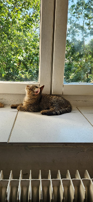 Adoption Inari